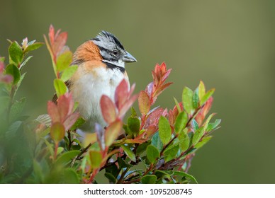 Rufous-collared Sparrow - Zonotrichia capensis, beautiful small New World sparrow, Costa Rica.