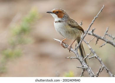 Rufous-eared Warbler perched in a low shrub, near Beaufort West Karoo South Africa