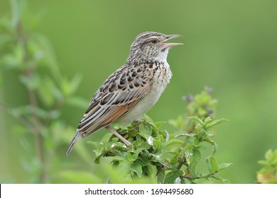 The rufous-naped lark or rufous-naped bush lark is a widespread and conspicuous species of lark in the lightly wooded grasslands, open savannas and farmlands of the Afrotropics.