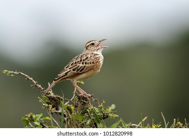 Rufous-naped lark calling