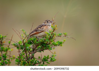 Rufous-naped Lark - Mirafra africana or bush lark, bird from lightly wooded grasslands, open savannas and farmlands of the Afrotropics, brown bird on the bush in Kenya Africa.