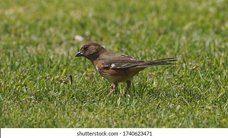 Rufous-sided Towhee in the backyard in springtime. 