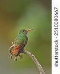 Rufous-tailed Hummingbird (Amazilia tzacati tzacati) adult perched on branch

Lake Yojoa, Honduras      February 2016