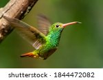 Rufous-tailed Hummingbird, Amazilia tzacatl, beautiful flying colorful small hummingbird, Mindo, Ecuador