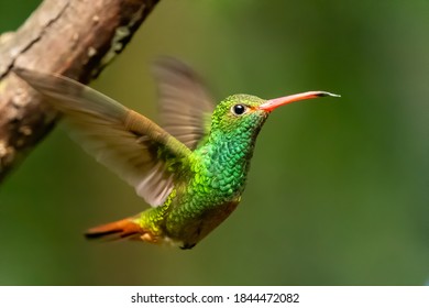 Rufous-tailed Hummingbird, Amazilia tzacatl, beautiful flying colorful small hummingbird, Mindo, Ecuador - Shutterstock ID 1844472082