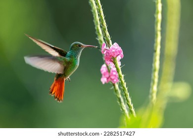 Rufous-tailed hummingbird (Amazilia tzacatl) flying to pick up nectar from a beautiful flower , San Isidro del General, Costa Rica. Action wildlife scene from nature. - Powered by Shutterstock