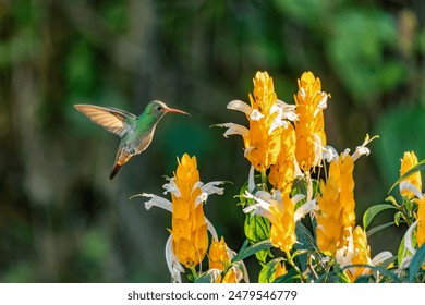 Rufous-tailed hummingbird (Amazilia tzacatl), medium-sized hummingbird in the emeralds, tribe Trochilini. Minca, Sierra Nevada de Santa Marta. Wildlife and birdwatching in Colombia.