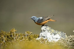 Rufous-tailed Rock Thrush Male In Its Breeding Territory At The First Light Of Dawn In A Mountainous Area In Spring