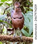 Rufous-vented Ground-Cuckoo
Neomorphus geoffroyi in Costa Rica