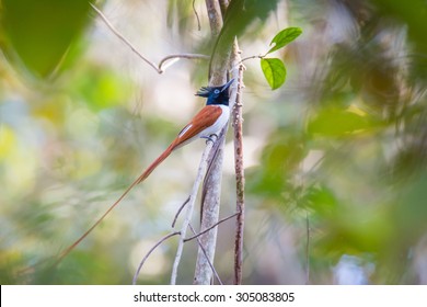 Rufus Paradise Fly Catcher