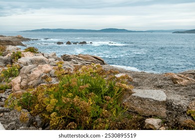 A rugged coastal landscape in La Coruña, Spain, featuring wild plants growing among the rocks with the Atlantic Ocean and distant hills in the background. - Powered by Shutterstock