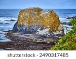 Rugged Coastal Rock with Lichen and Birds at Yaquina Head Aerial Perspective