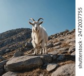 In the rugged majesty of a mountainous landscape, a sturdy goat with coarse, white fur confidently scales the steep, rocky terrain. With agile hooves finding purchase on the uneven surface, it navigat