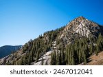 a rugged mountain cliff with a dense of tall, evergreen conifers under a clear blue sky. The steep incline and rocky outcrops are dotted with resilient trees, displaying the tenacity of alpine flora