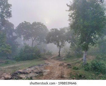 Rugged Path Going In Foggy Forest 