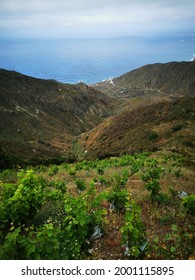 Rugged Tenerife North Coast In Anaga Rural Park Under Eerie Clouds