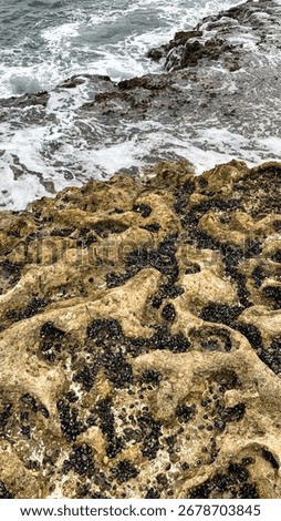Rugged tide pool labyrinth teeming with black mussels, echoing coastal escapade and World Oceans Day tidal whispers