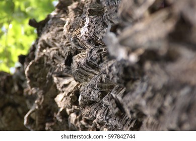 rugged tree bark