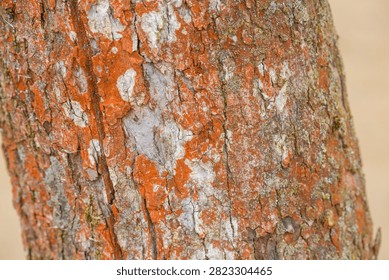 Rugged tree bark texture covered with vibrant orange Trentepohlia alga, illustrating forest biodiversity, bioindicator species for ecosystem health, and climate change adaptation in woodlands