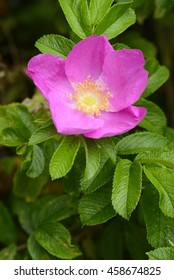 Rugosa Rose