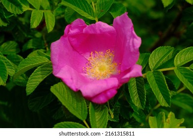 Rugosa Rose In Full Blooming