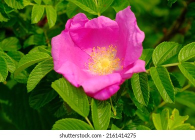 Rugosa Rose In Full Blooming