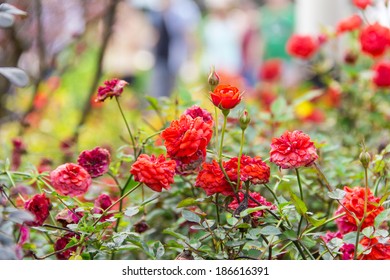 Rugosa Rose In The Green House