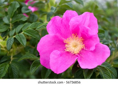 Rugosa Roses Are Native To New England In Addition To China And Japan.