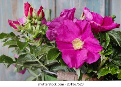 Rugosa Roses (Rosa Rugosa, Japanese Rose, Or Ramanas Rose)