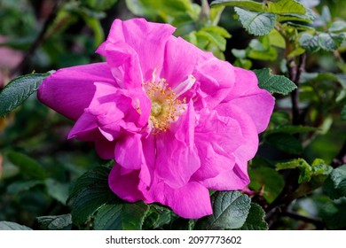 Rugosa Roses (Rosa Rugosa, Japanese Rose, Or Ramanas Rose)