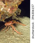 rugose squat lobster - Munida rugosa, Croatia, Mediterranean Sea