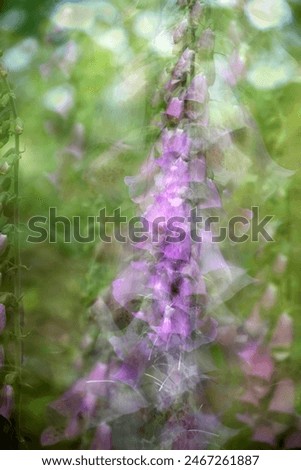 Similar – Image, Stock Photo Blue-purple wild growth sprawls and glows from the twilight.