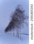 Ruins of White Birch Trees in Biei during Winter