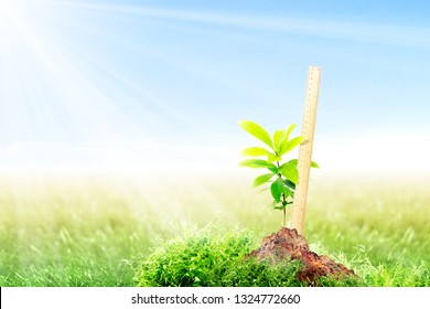 Ruler For Measuring Growing Plant Height On Fertile Soil In Meadow With Sunlight And Blue Sky Background. Earth Day Concept