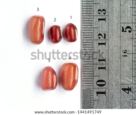 Ruler size comparison, red beans, soaked in water for 24 hours after by red beans  number1 and 2 is dry bean.The number 3, 4, and 5 is the red bean after water immersion.
