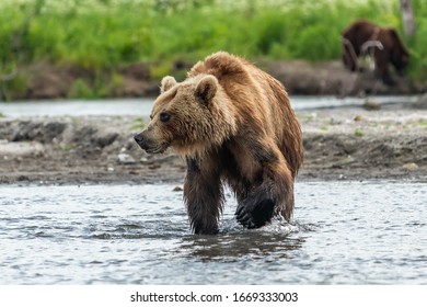 グリズリー の画像 写真素材 ベクター画像 Shutterstock