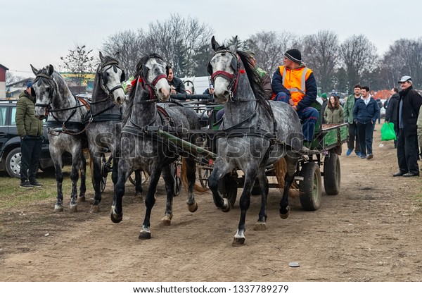 Ruma, Serbia - March\
03, 2019: A horses at the animal fair in Ruma, Serbia. Horses and\
old carriages.