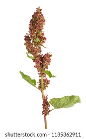 Rumex Rumex Alpinus Isolated On White Stock Photo 1135362911 | Shutterstock