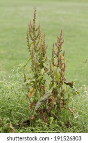 Rumex Crispus, Curled Dock