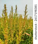 Rumex flowering plant with nice natural background. Other common names are Golden dock, bristle dock, seashore dock. Family name Polygonaceae. Photo shoot in Bangladesh in 2025.