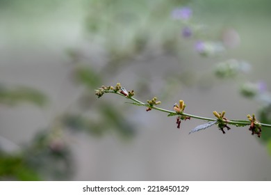 Rumex Pulcher Is A Species Of Flowering Plant In The Knotweed Family Known By The Common Name Fiddle Dock