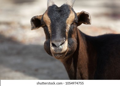 Ruminant Images, Stock Photos & Vectors | Shutterstock