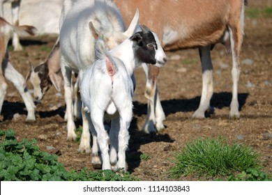 The Rump Or Back End View Of A Nigerian Dwarf Goat Standing In The Pasture. 