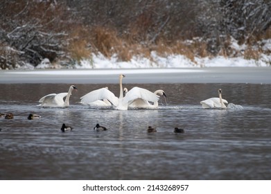 Rumpeter Swan Swimming On Icy Lake, It`s Huge White Bird With Long Neck And All-black Bill.