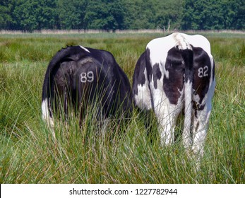 
The rumps of two grazing black and white cows viewed from behind standing in high grass and numbers on their buttocks.