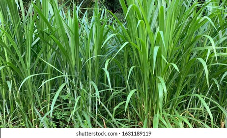 Rumput Gajah (Pennisetum Purpureum) Animal Food