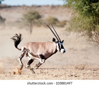 the run