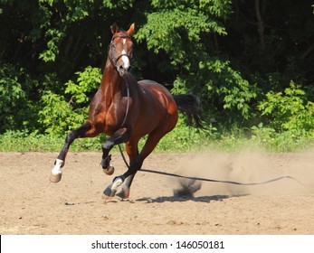 暴れ馬 の画像 写真素材 ベクター画像 Shutterstock