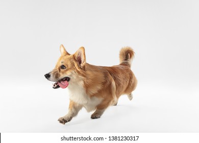 Run faster to get treat. Welsh corgi pembroke puppy in motion. Cute fluffy doggy or pet is playing isolated on white background. Studio photoshot. Negative space to insert your text or image.