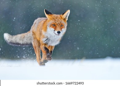 Run Fox Hunting, Vulpes Vulpes, Wildlife Scene From Europe. Orange Fur Coat Animal In The Nature Habitat. Fox On The Winter Forest Meadow, With White Snow    